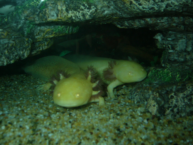 Axolotl Athena and Hermes - Note the difference between golden albino and axanthic albino