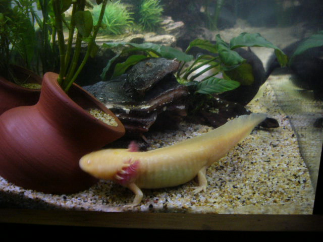 Axolotl Athena - Gold Albino Female

Athena, the goddess of Wisdom; the goddess of intellect and invention.