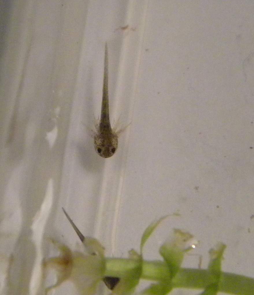 axolotl babies 05