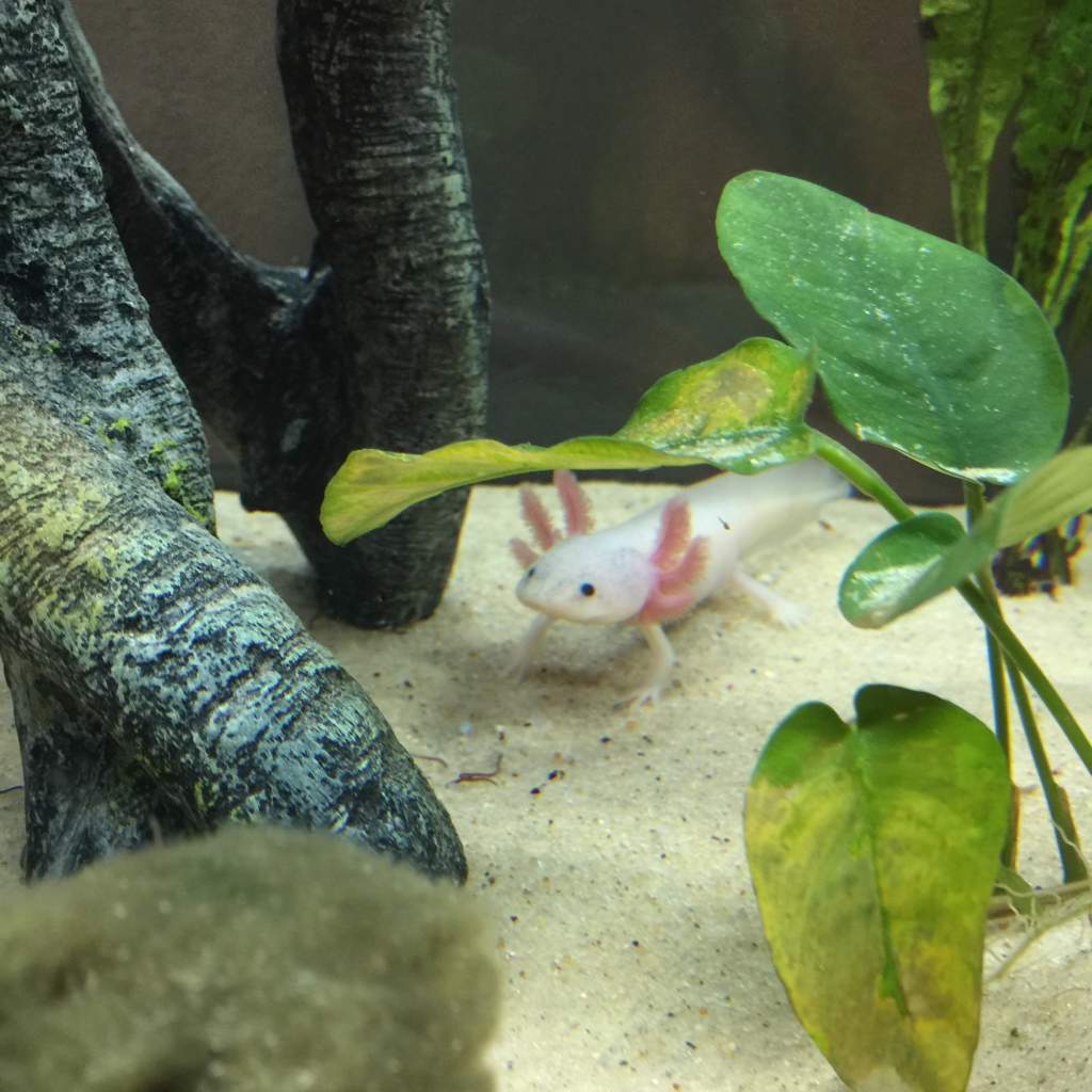 Axolotl cabana bathing.