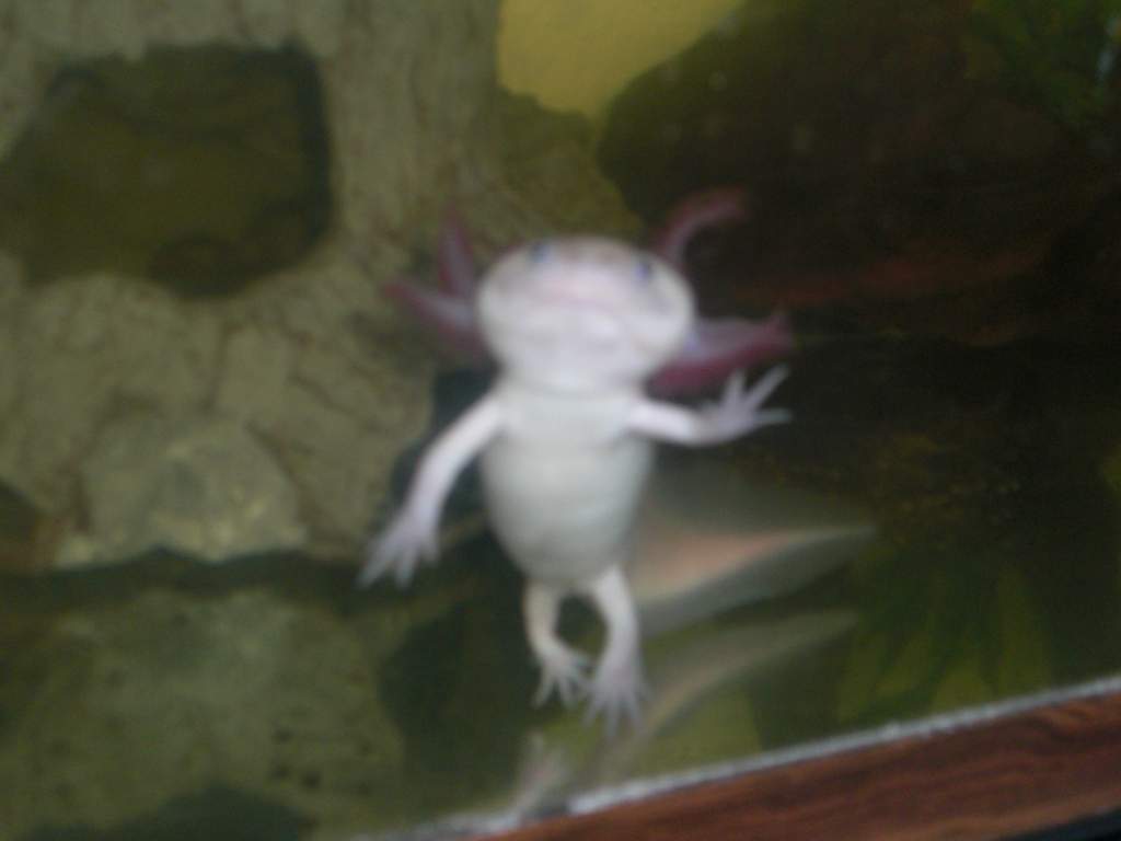 axolotl dance