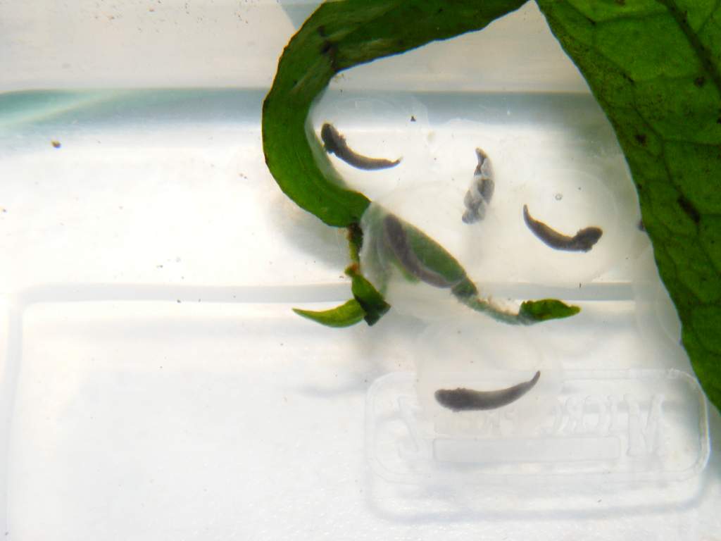 Axolotl eggs (on Java Fern leaf)