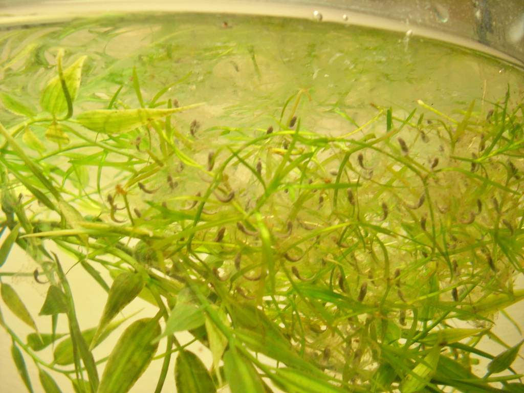 Axolotl eggs