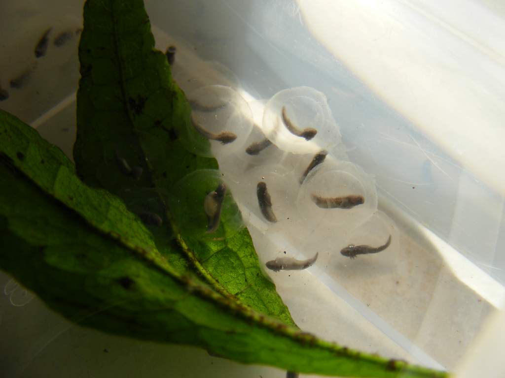 Axolotl Eggs