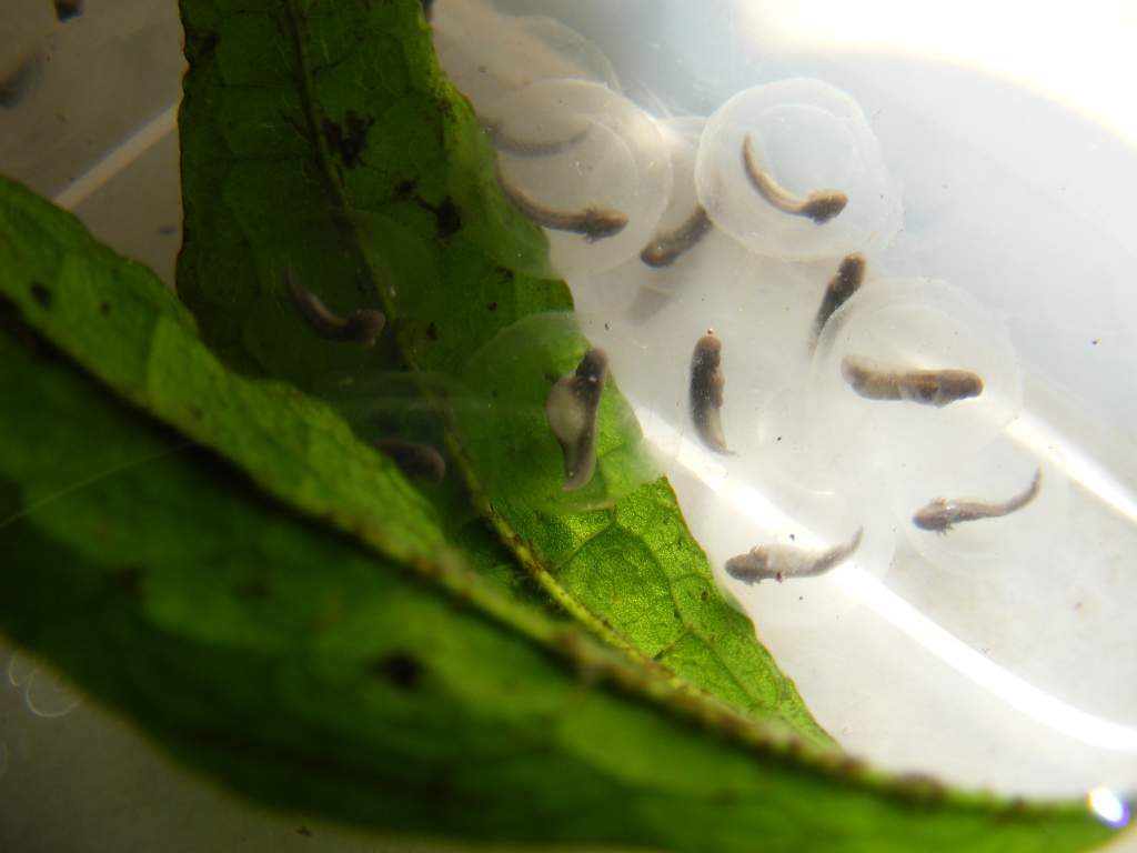 Axolotl Eggs