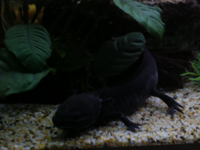 Axolotl Eros