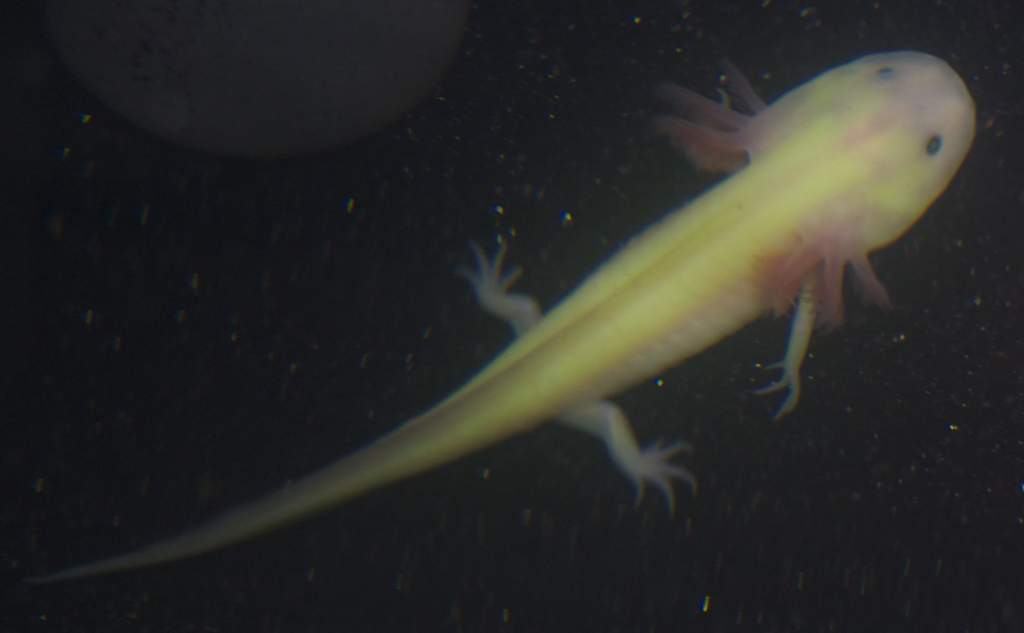 Axolotl from above!