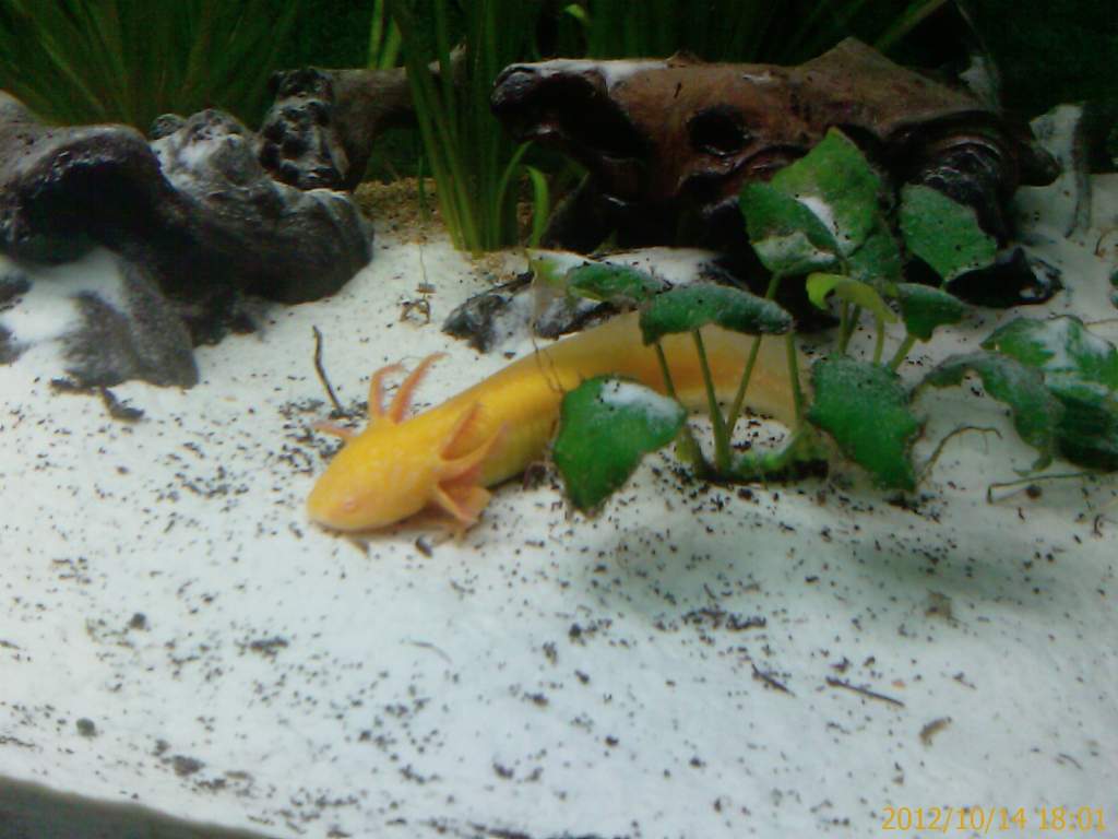 AXOLOTL GOLD