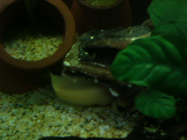 Axolotl Hermes (Tail end) - Axanthic Albino Male 

Hermes, the wing shod messenger of the Olympians