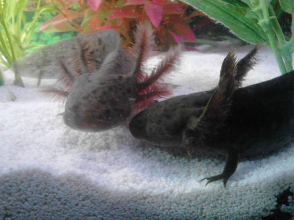 Axolotl kisses