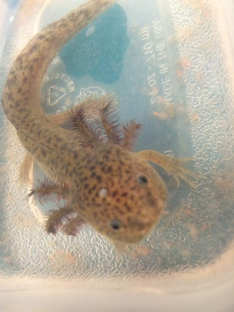 Axolotl lab friend