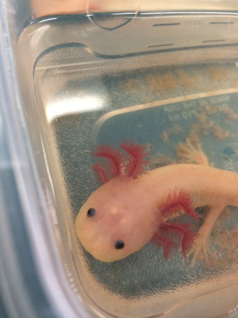 Axolotl lab friend