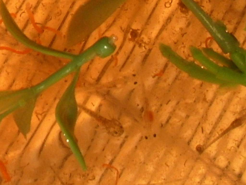 Axolotl larvae