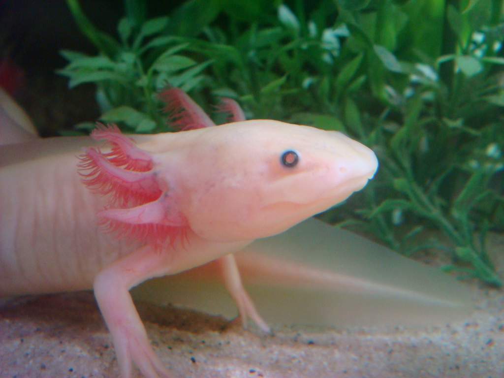 axolotl, leucistic