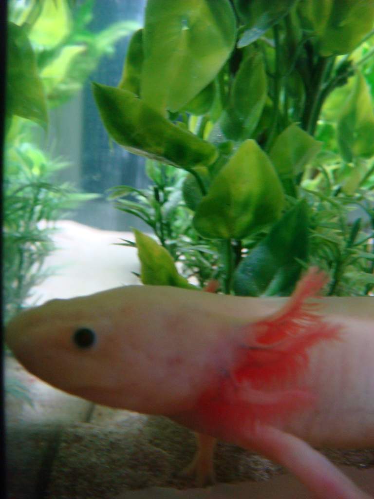 axolotl, leucistic2