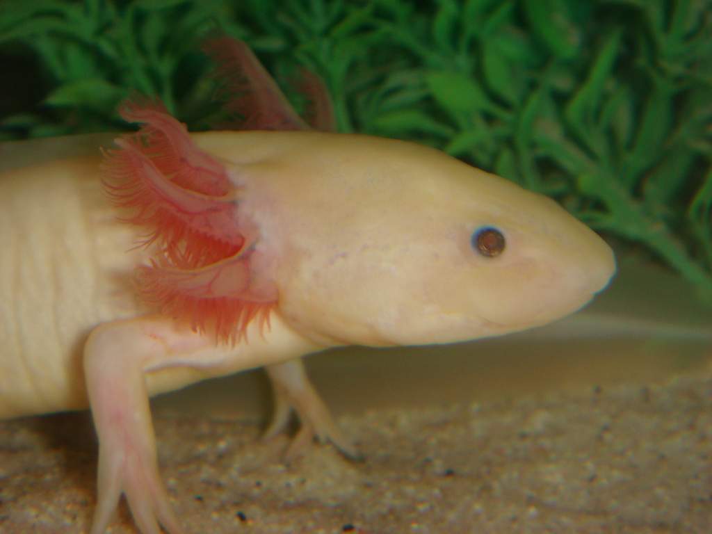 axolotl, leucistic3