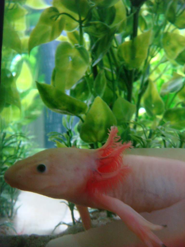 axolotl, leucistic4