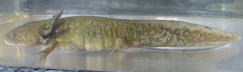 axolotl mid morph +50hrs