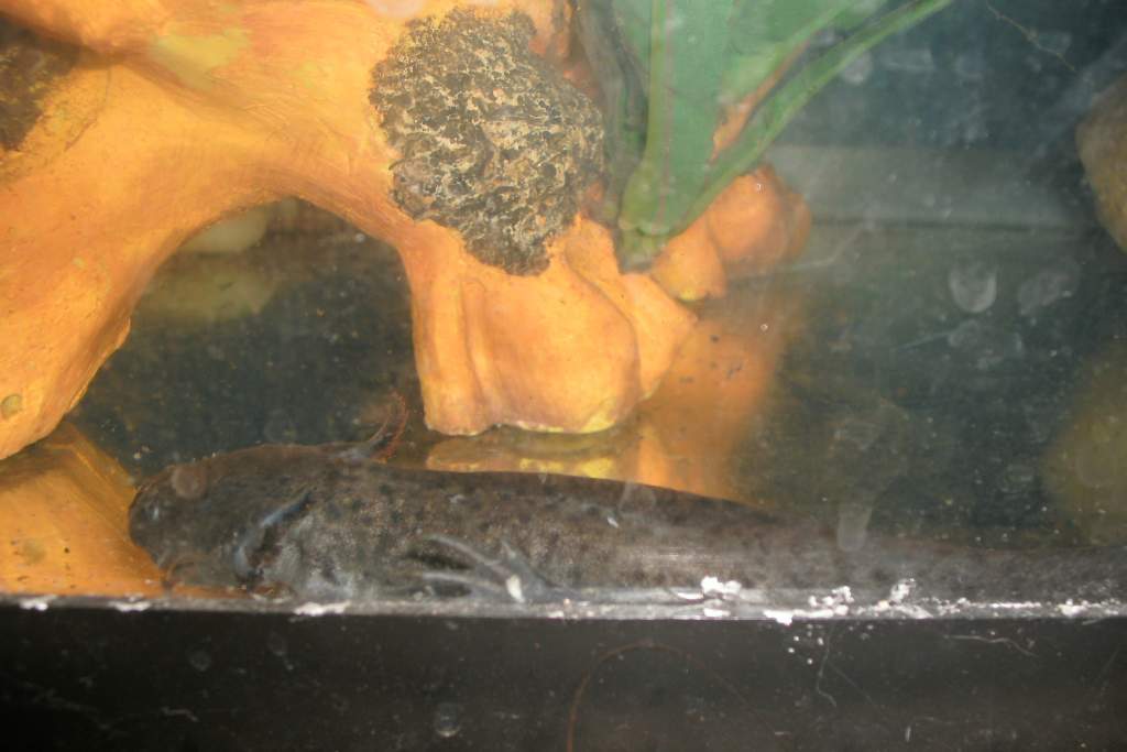 Axolotl photo 2 of #1