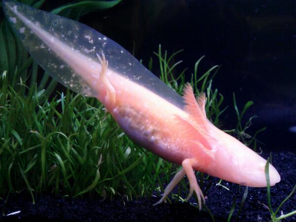 Axolotl Rose being half-grown and gorgeous. I love that her tail is still transparent here! Look at those shiny spots!