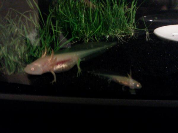 Axolotl Rose next to her unfortunate sibling #4. Said sibling was eaten shortly thereafter because I'm an idiot who put cannibal-stage axolotls togeth