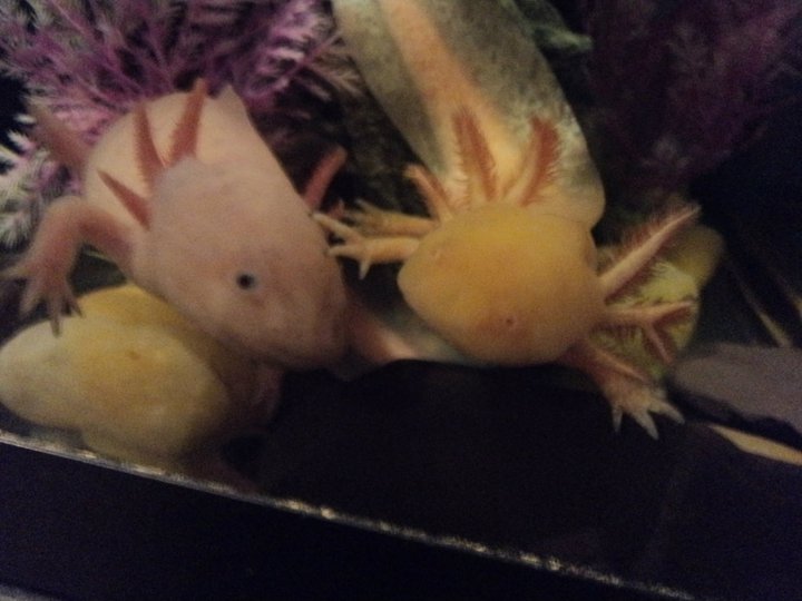 axolotl rumble