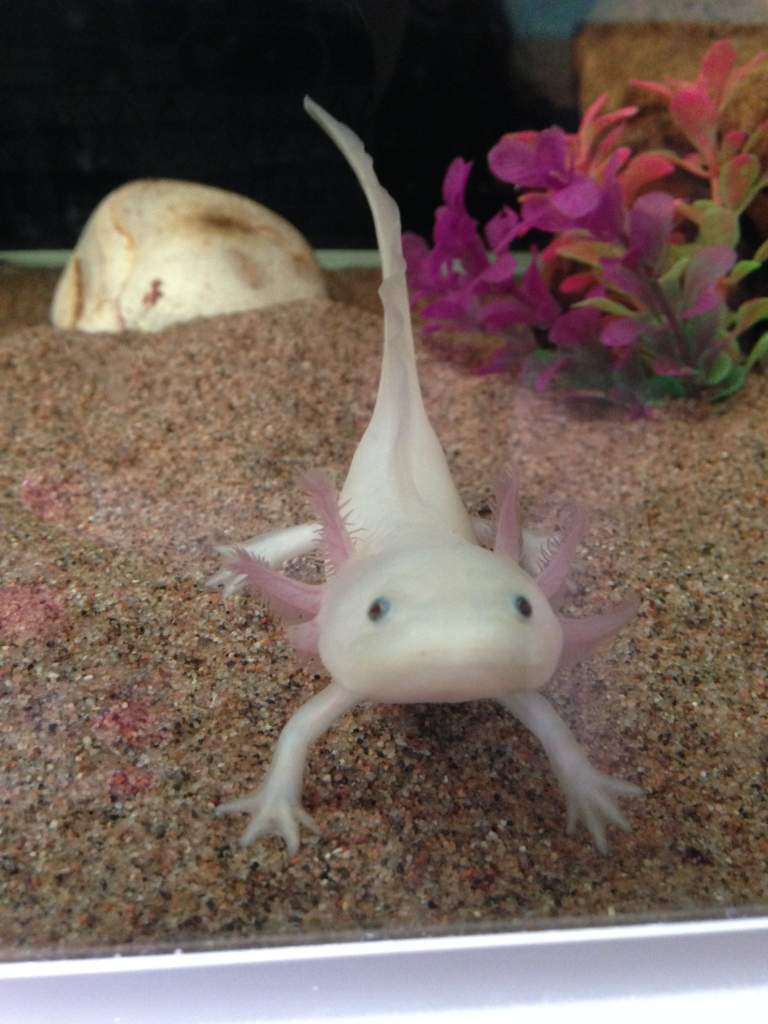 Axolotl Scorpion