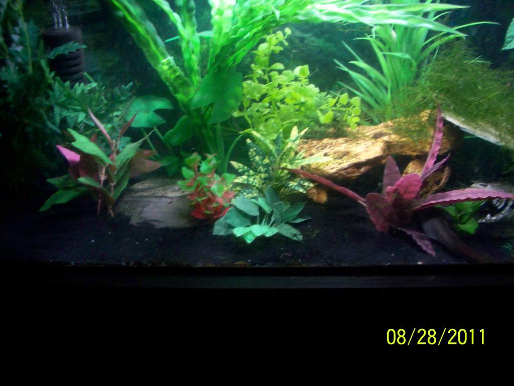 axolotl tank 2