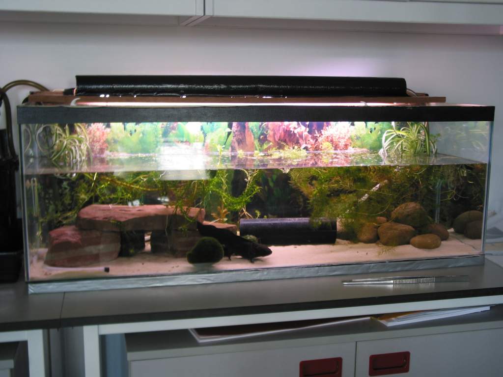 Axolotl tank 23.1.09