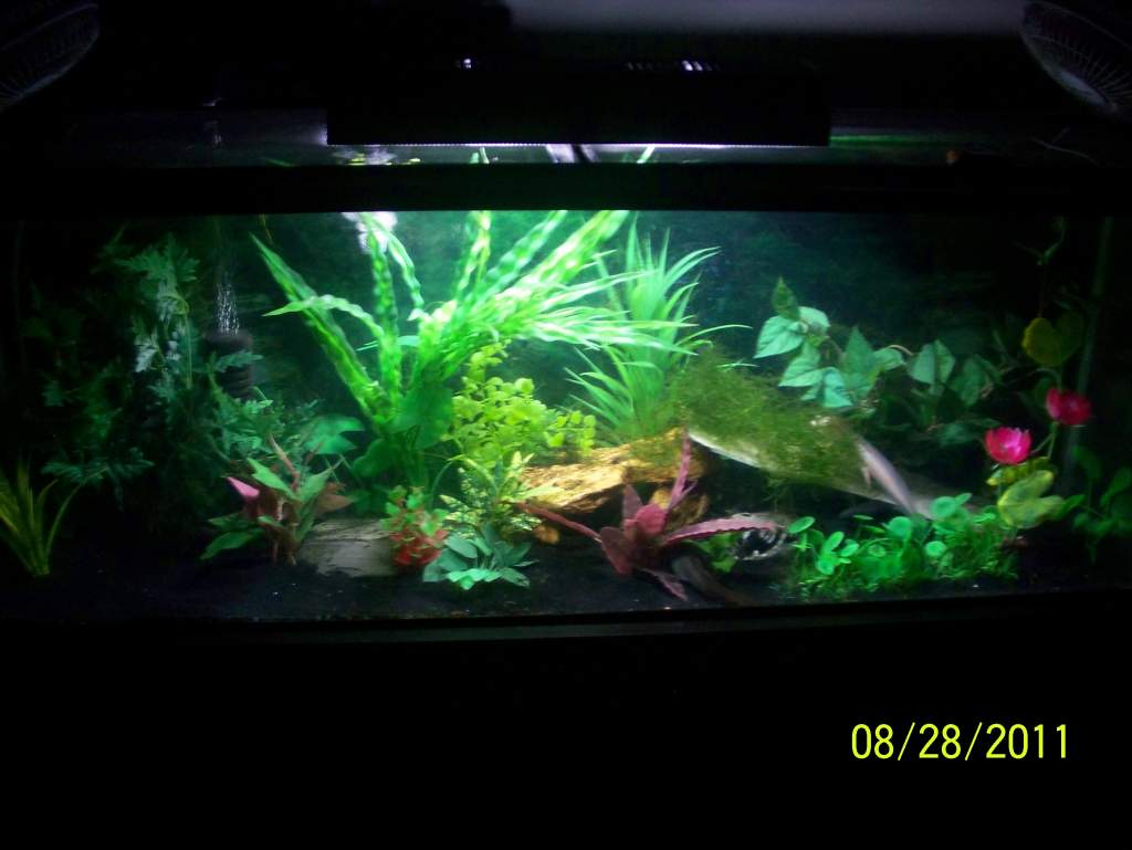 axolotl tank 3