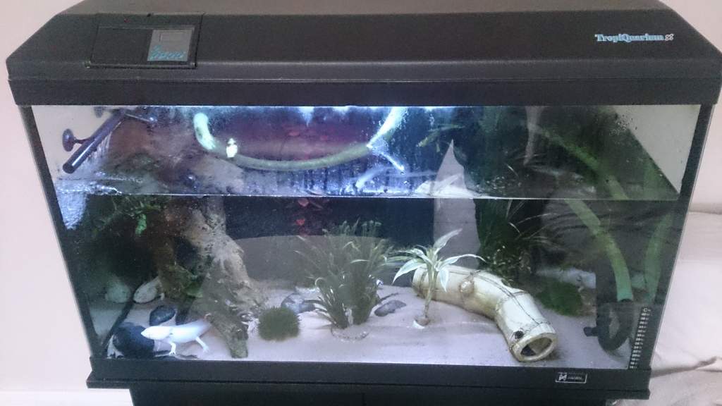 Axolotl tank