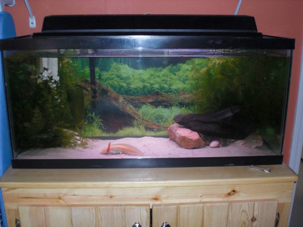 Axolotl Tank