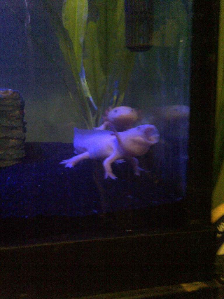 Axolotl yawning.