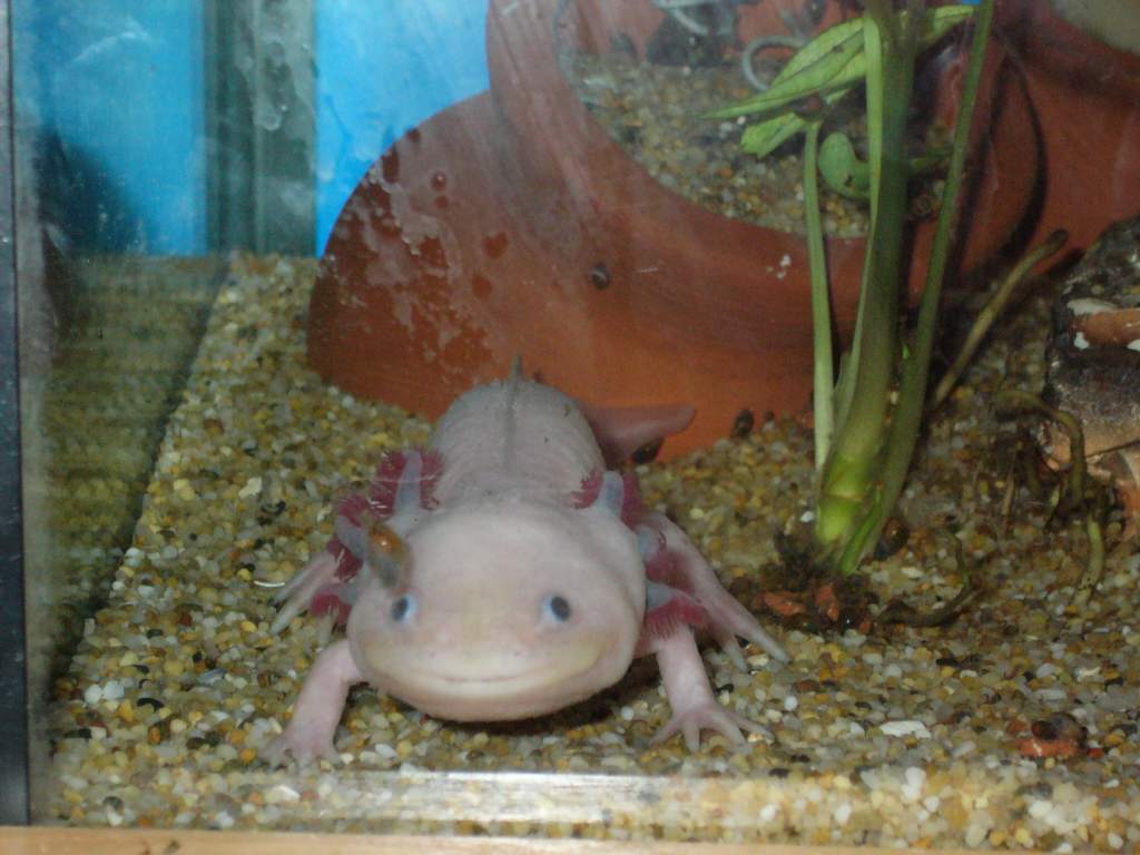 Axolotl Zeus - The olympian lord of the sky. Zeus made his domain the mountain tops and clouds, where he could survey and vitalize all creation. 

Leu