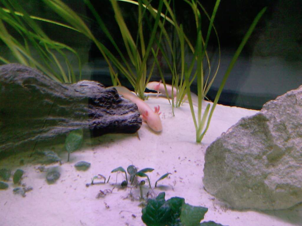 AXOLOTL