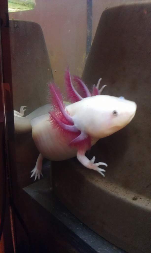 Axolotl