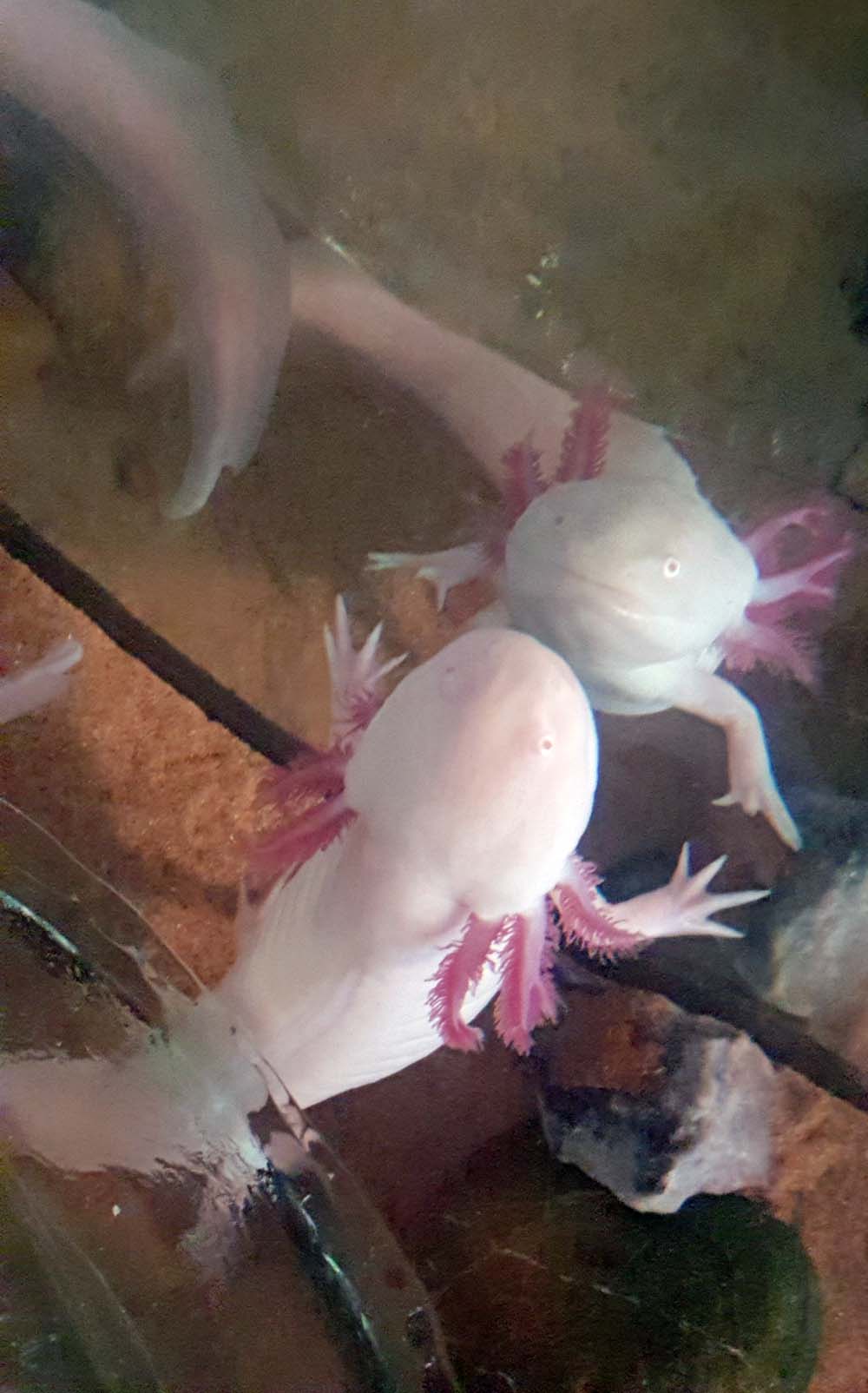 axolotl