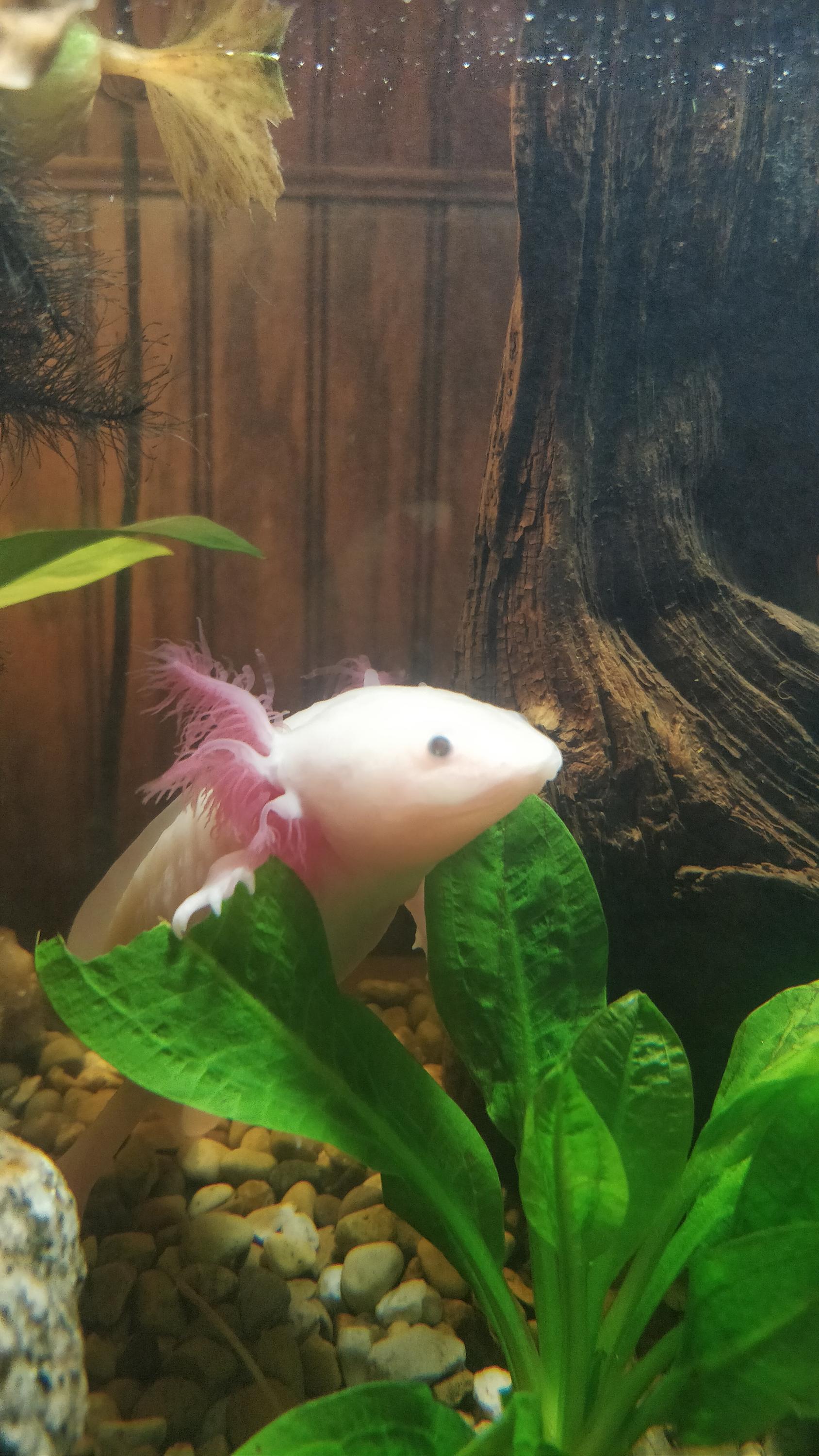 Axolotl