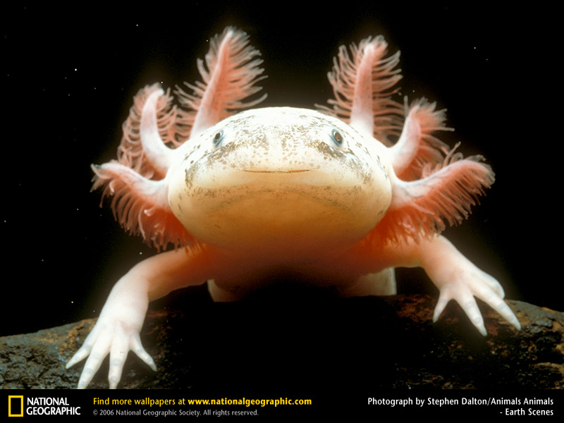 axolotl