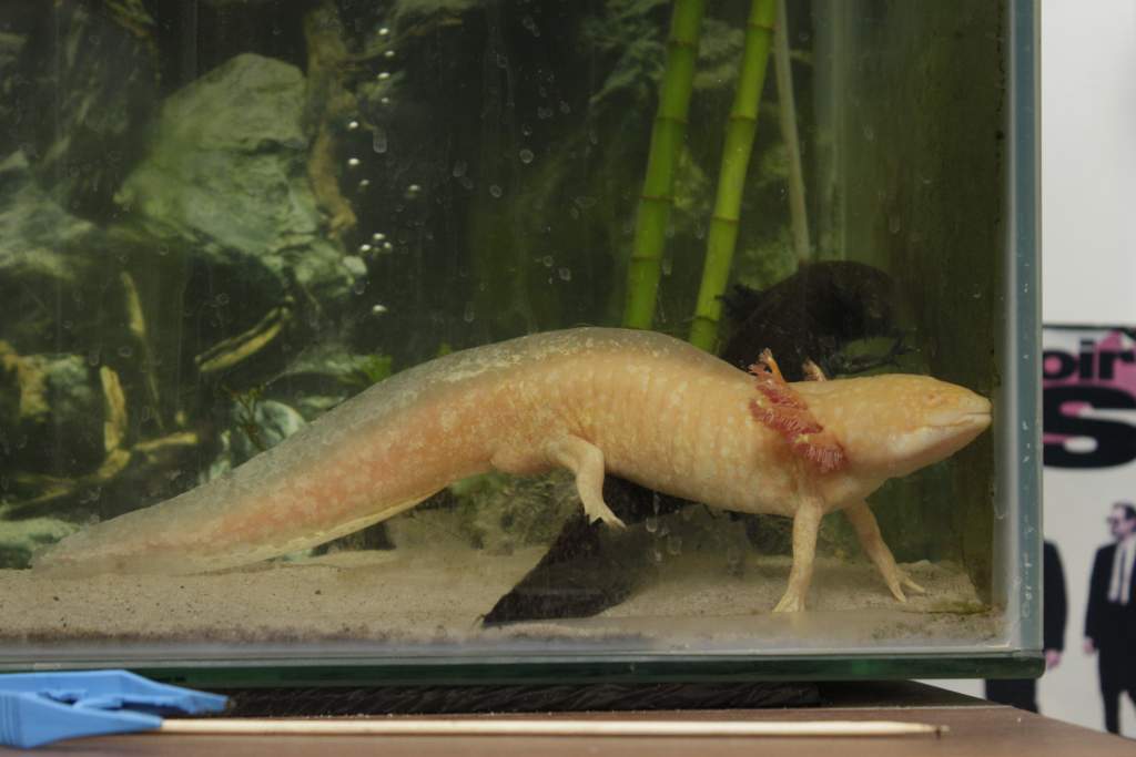 Axolotls 2012