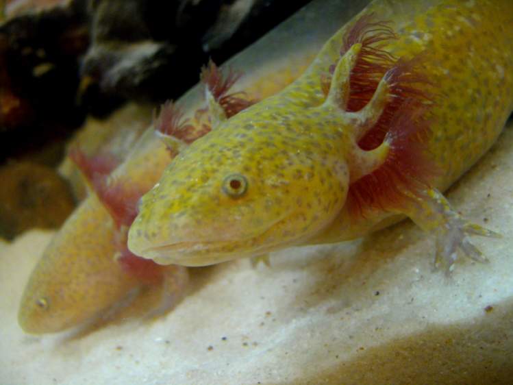 Axolotls have a golden tinge to them (though they are getting darker in colour)