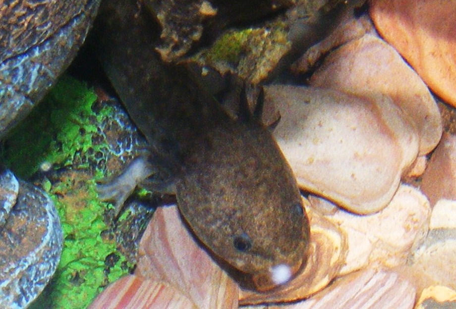 Axolotls! Sorry about focus, its difficult to do with glass and water in the way and im no pro at photography!