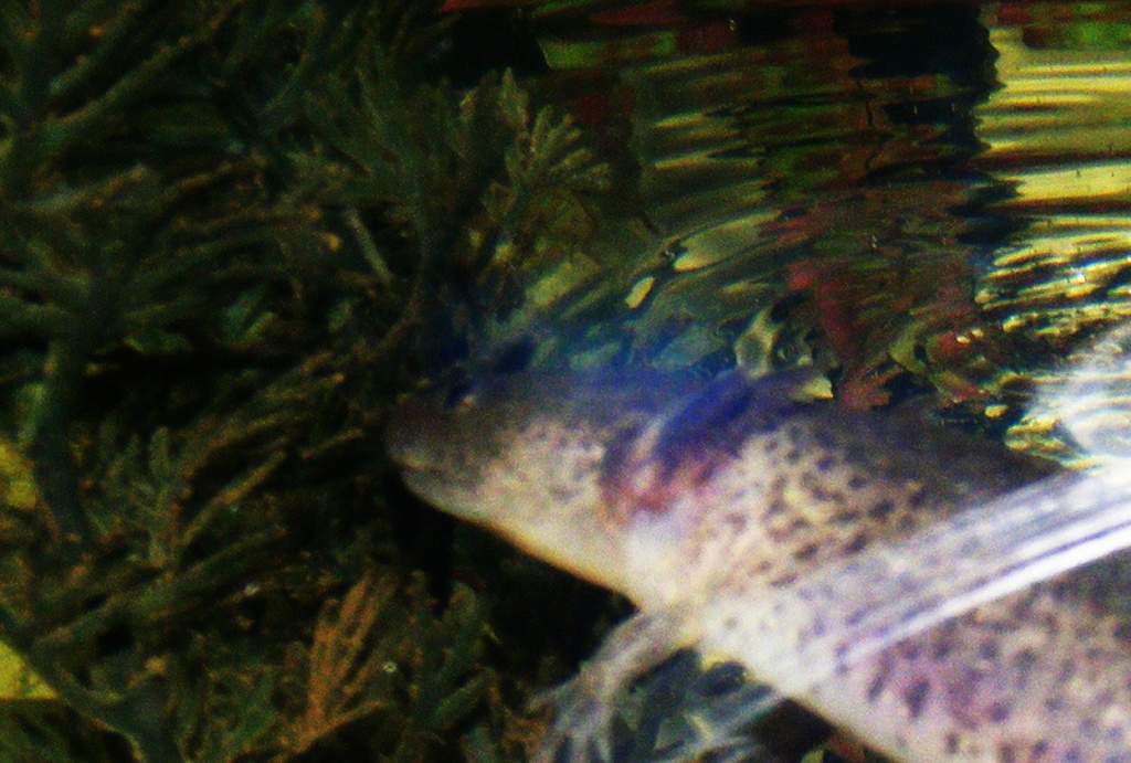 Axolotls! Sorry about focus, its difficult to do with glass and water in the way and im no pro at photography!