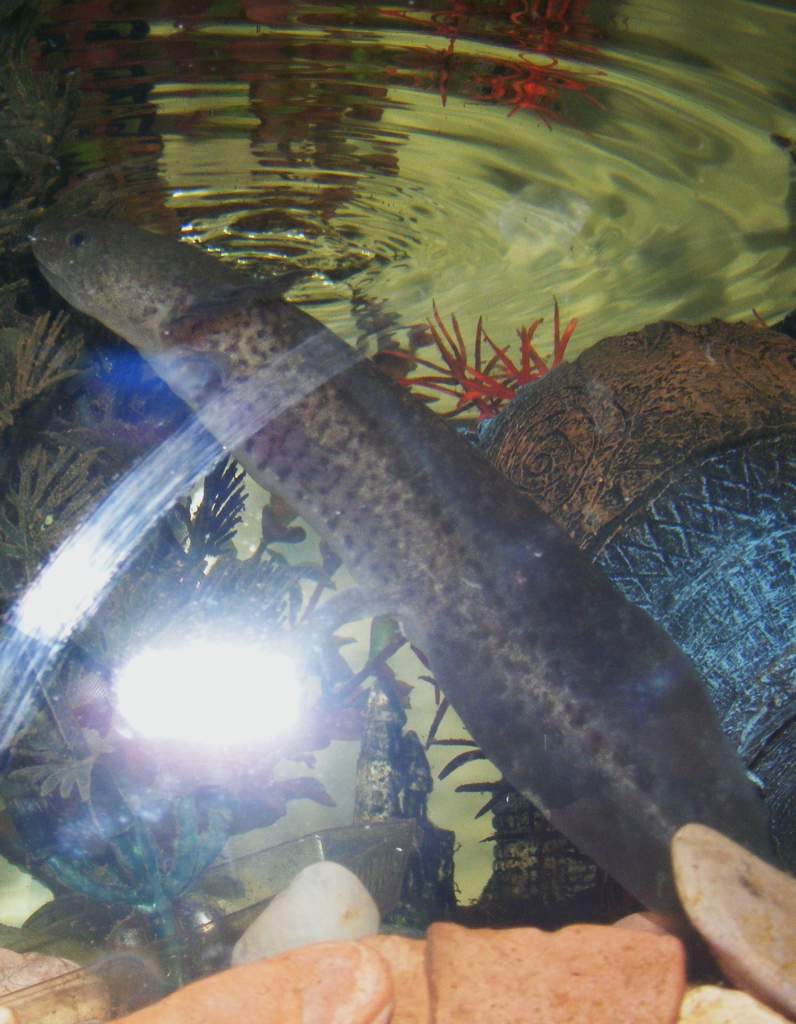 Axolotls! Sorry about focus, its difficult to do with glass and water in the way and im no pro at photography!