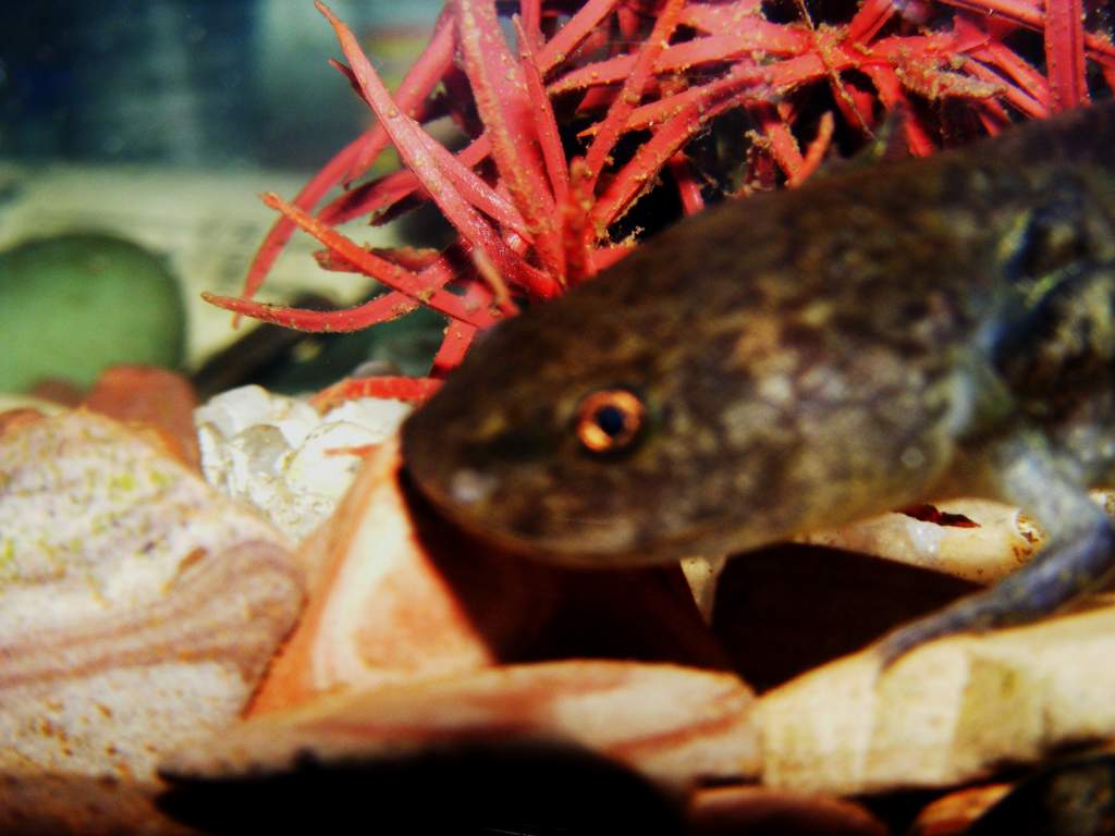 Axolotls! Sorry about picture quality, hard to focus through glass and water!