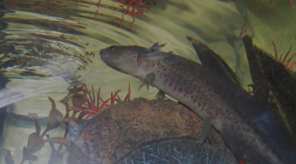 Axolotls! Sorry about quality, camera is difficult to focus through water and glass!