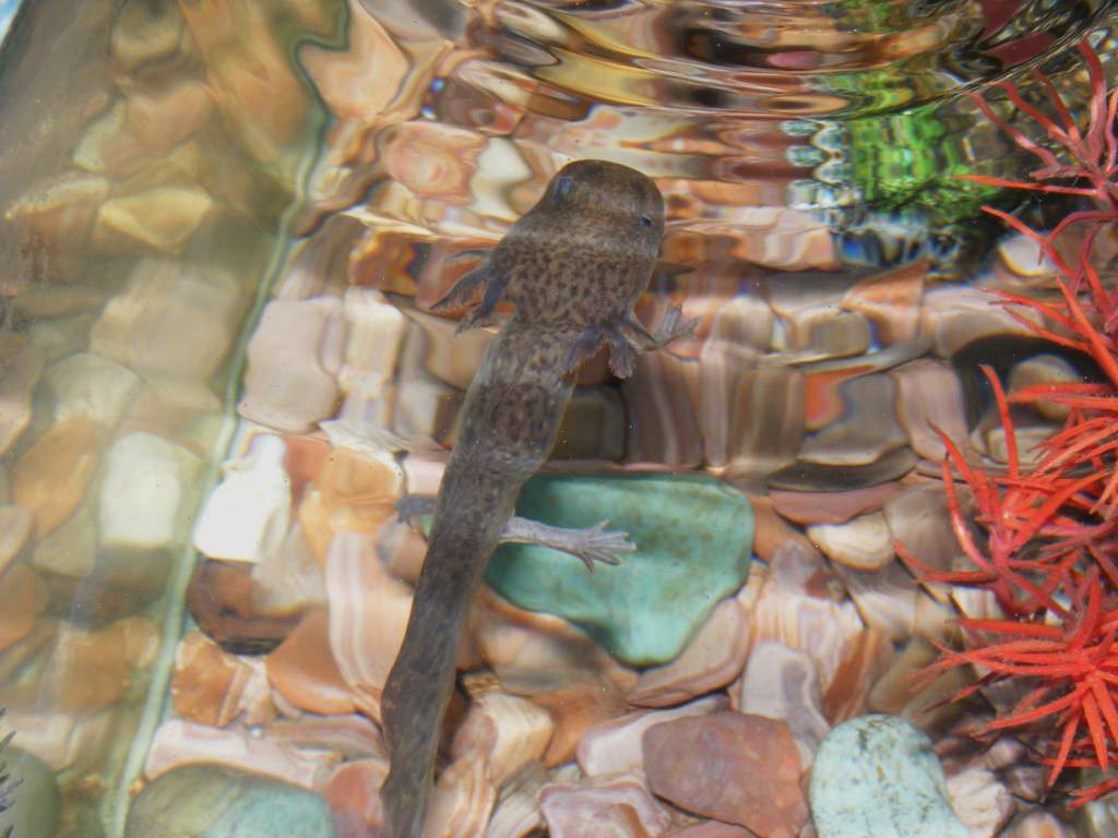 Axolotls! Sorry about quality, camera is difficult to focus through water and glass!