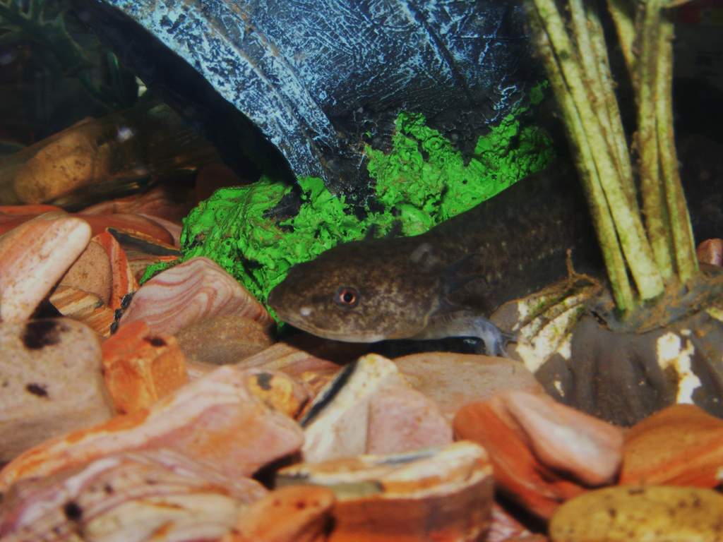 Axolotls! Sorry about quality, camera is difficult to focus through water and glass!