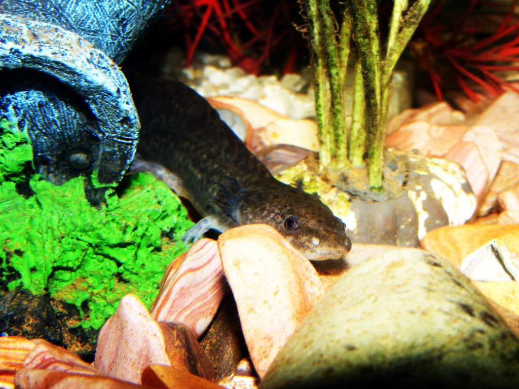 Axolotls! Sorry about quality, camera is difficult to focus through water and glass!