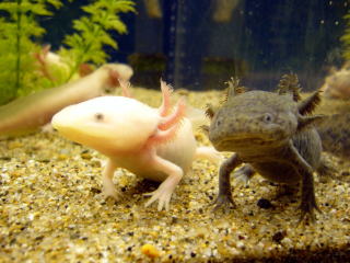 Axolotls